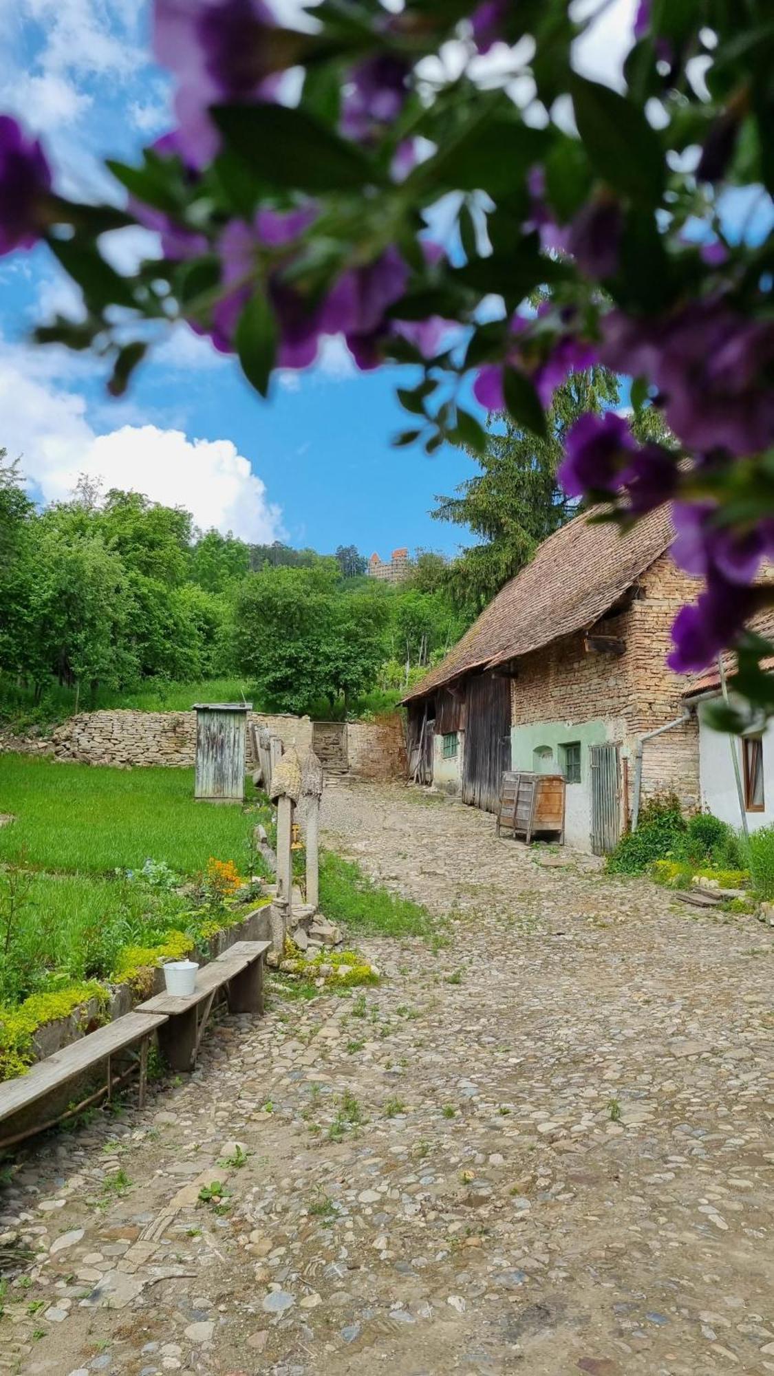 Saschiz 175 Guesthouse Exterior photo